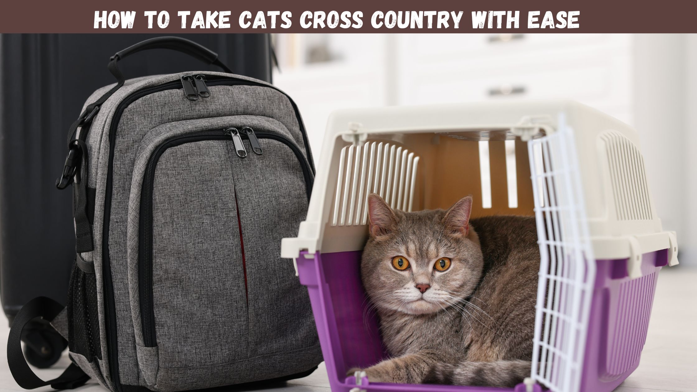 How to Take Cats Cross Country