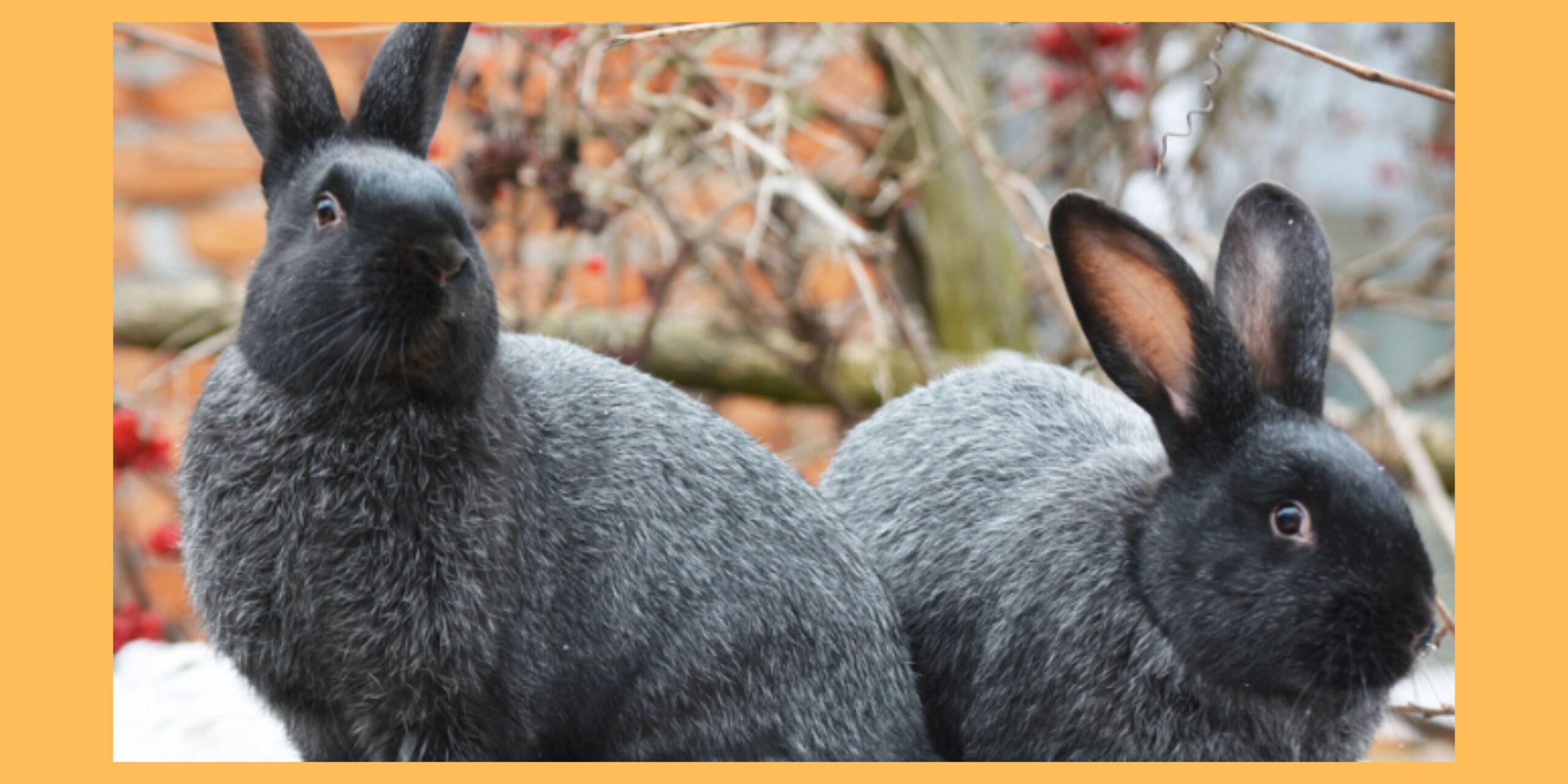 silver fox rabbit