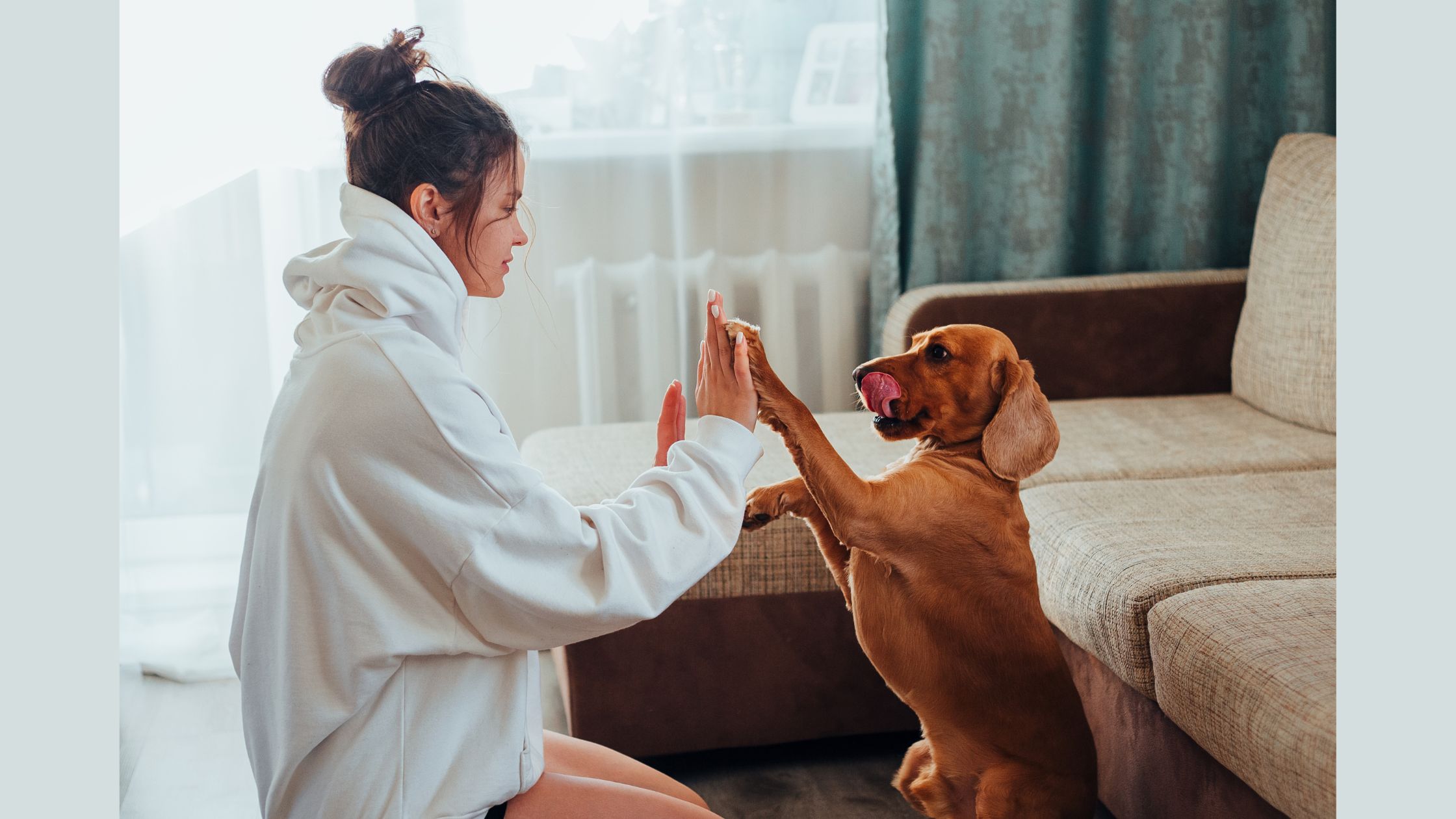 Dog Trainer in Sherman Oaks